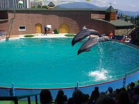 дельфинарий